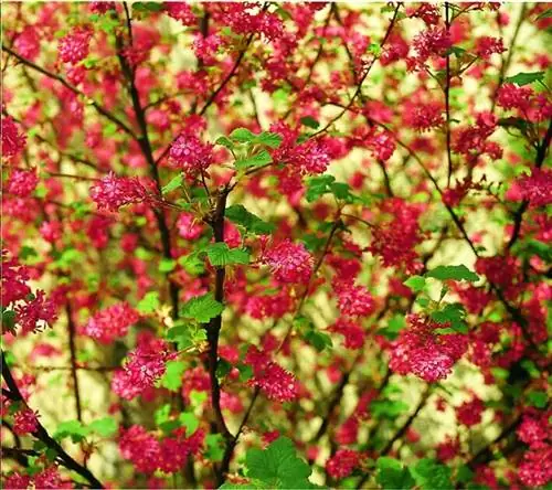 Очень простой в уходе, цветущий куст смородины всегда верен своему весеннему назначению.