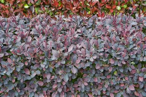 Всё, что вам нужно знать о посадке и выращивании барбериса