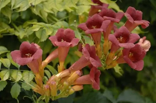 Биньоне (Кампсис)