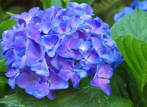 Выращивание гортензии в горшках