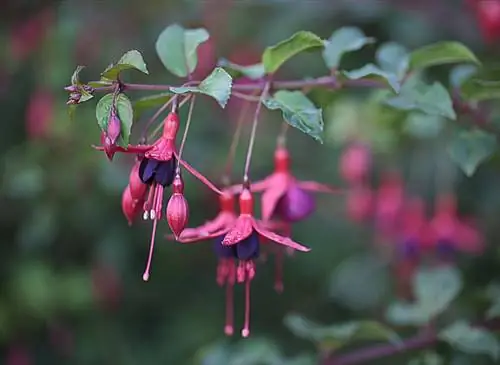 Конец зимы: релиз фуксий