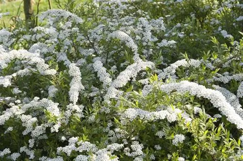 Обрезка спиреи: как и когда?