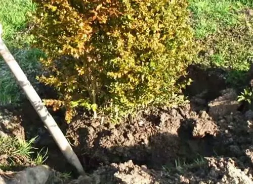 Как легко пересадить самшит в саду