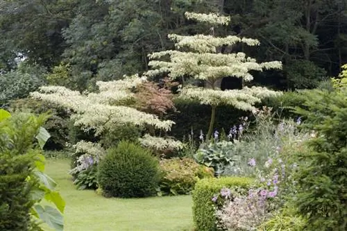 Cornus controversa 'variegata'. Спирея японская «голдфлейм». Артемизия людовицианская. Хоста Элеганс. Бронзовый фенхель