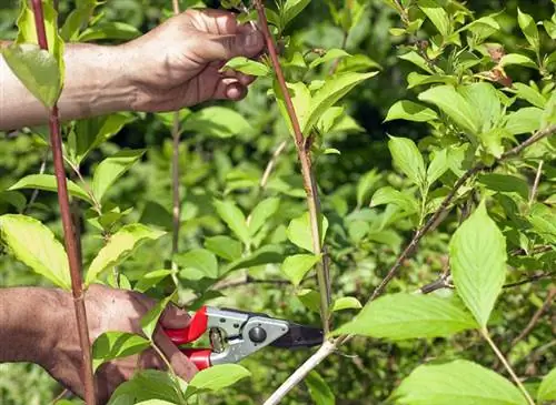 Обрезание дейции