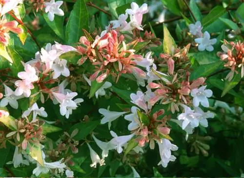 Abelia x grandiflora 'goldsport' - кустарник, цветущий летом и осенью. Устанавливаем осенью в саду - Ecole du Breuil