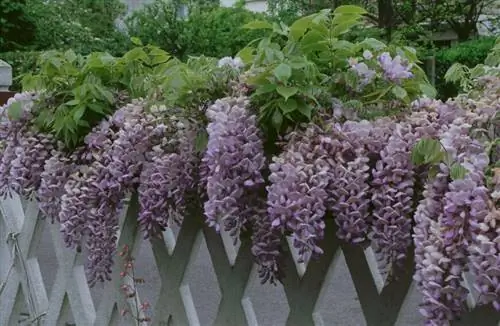 Глициния (глициния китайская) на заборе