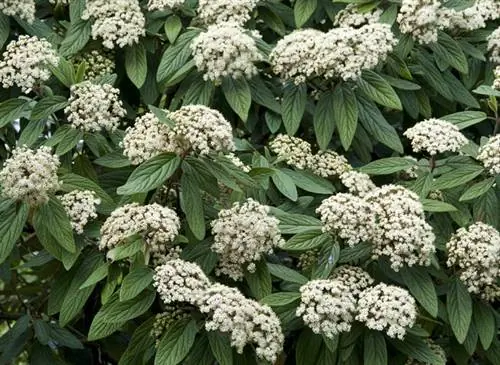 Калина ритидофиллум (Viburnum rhytidophyllum) в цветке. - Сад Багатель