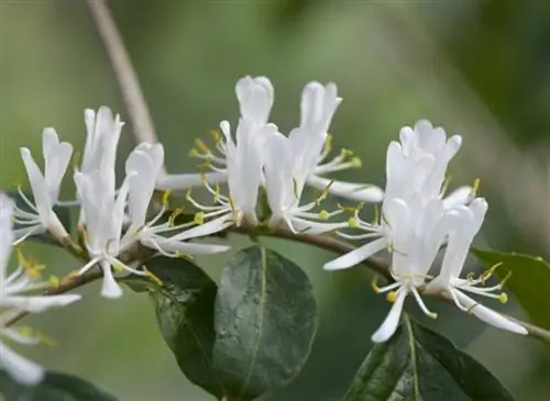 Жимолость кустарниковая мааки (Lonicera maackii)