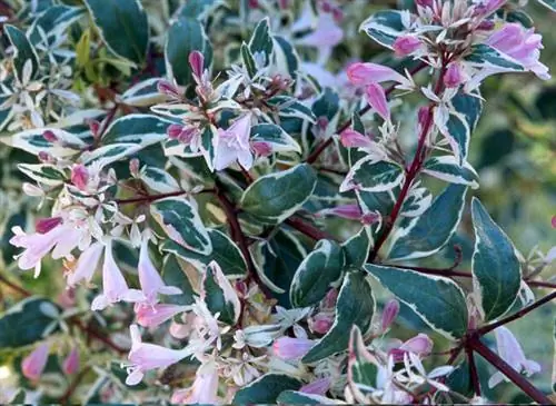 Abelia x grandiflora 'hopleys' - Кашпо Jardin Globe