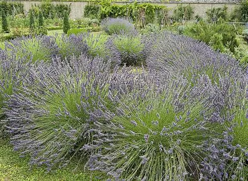 Отдел лаванды (lavandula angustifolia)