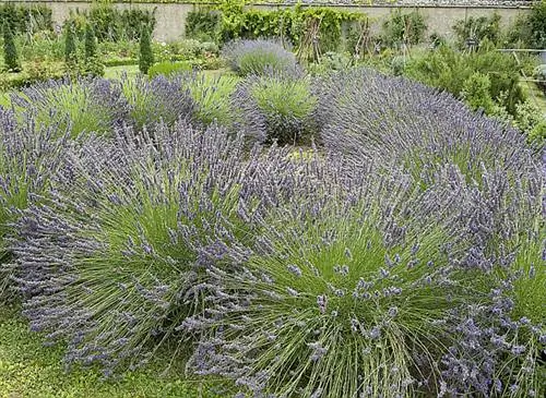 Отдел лаванды (lavandula angustifolia)