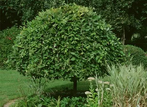 Элеагнус (Elaeagnus) нарезанный топиарием