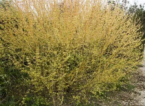 Кизил кровавый 'Winter Flame' (Cornus sanguinea)