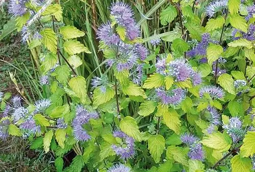 Caryopteris incana 'Саншайн Блю' Caryopteris incana 'Саншайн Блю'