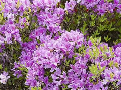 Азалии (Rhododendron sp.)