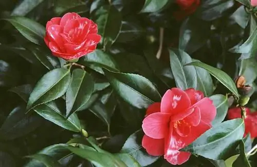 Выращивание камелии японской (Camellia Japonica)