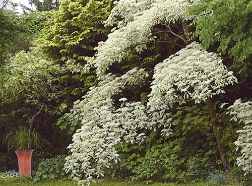 Кизил пагода пестрая (Cornus controversa 'Variegata')