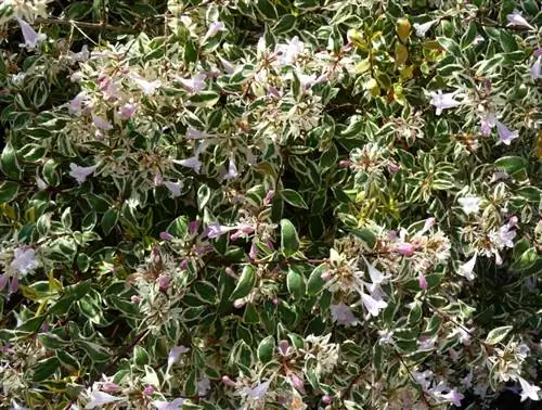 Abelia x grandiflora 'Hopleys', фото Ален Делави