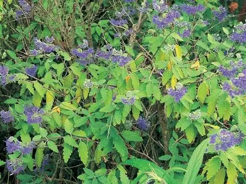 Caryopteris 'Небесная синева'