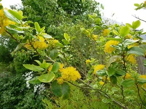 Azara dentata - Н. Виалар