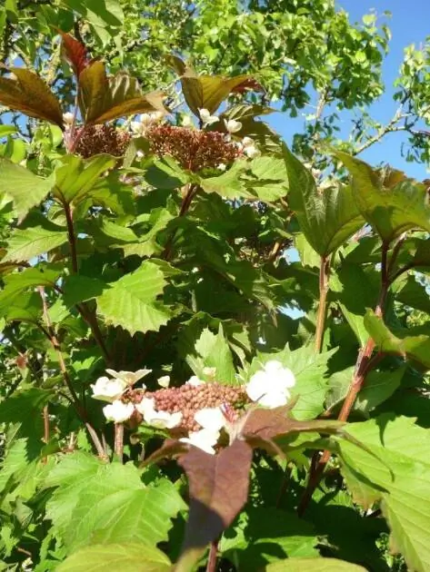 Калина sargentii 'Onondaga', фото Ноэми Виалар.