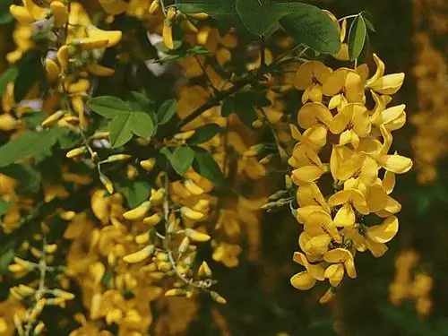 Лабурнум (Laburnum)