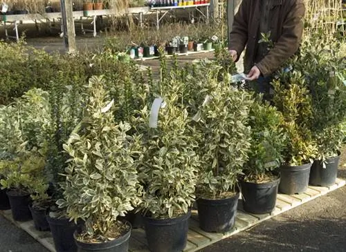Посадите купленный кустарник в горшок