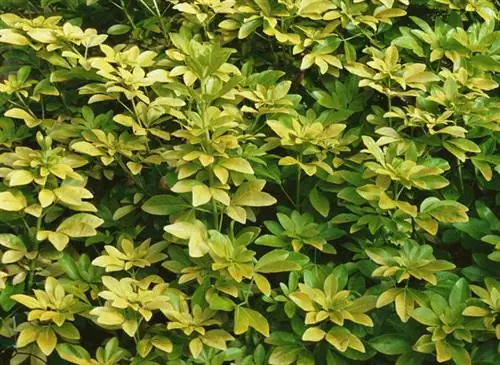 Choisya ternata, вечнозеленый кустарник с летним цветением.