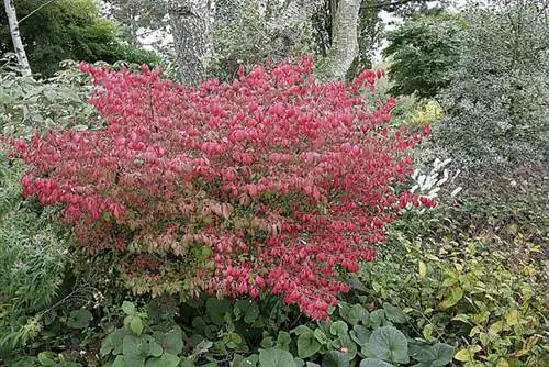 Бересклет крылатый (Euonymus alatus)