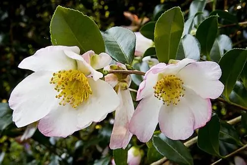 Камелия Сасанква Versicolor