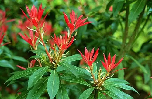 Пиерис 'Лесное пламя'