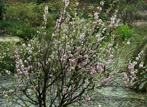 Prunus triloba или китайское миндальное дерево