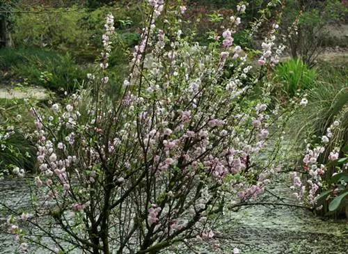Посадите цветущее миндальное дерево