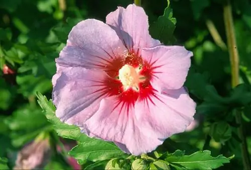 Гибискус сирийский 'Coelestris'