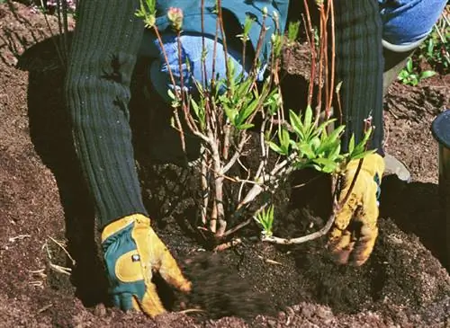 Растение листопадной азалии