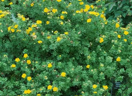 Potentilla fruticosa 'goldfinger', компактный кустарник с желтыми цветками - Jardin de Valenciennes.
