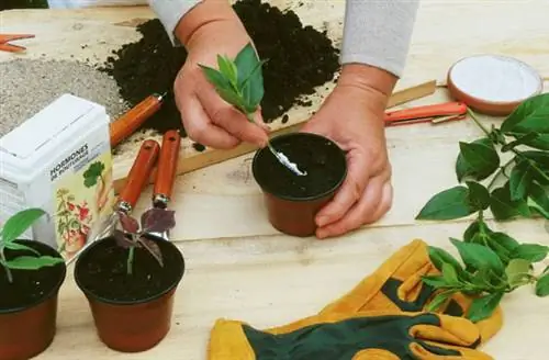 Обрезка калины (снежка)