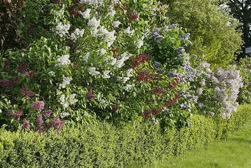 Кустарники. Как долго они проживут?