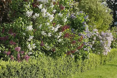 Кустарники. Как долго они проживут?