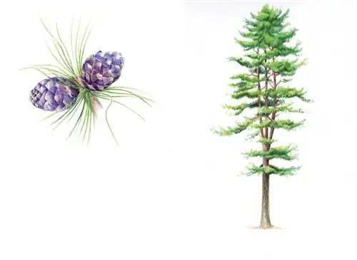 Аролье (Pinus cembra)