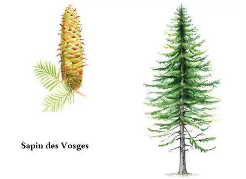 Пихта Вогезов (Abies alba)