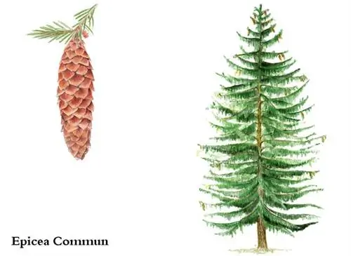 Ель обыкновенная (Picea abies)