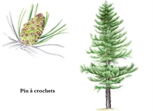 Крючковая сосна (Pinus uncinata)