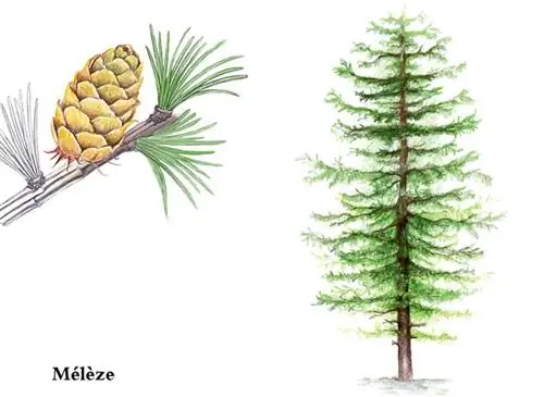 Лиственница обыкновенная (Larix decidua)
