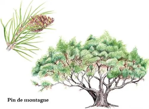 Сосна горная (Pinus mugo)