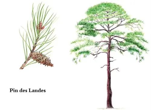 Выращивание сосны приморской (Pinus pinaster)