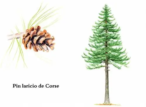 Сосна ларисио корсиканская (Pinus laricio) - Рисунок: И. Фрэнсис
