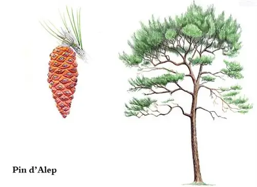 Сосна Алеппо (Pinus halepensis)