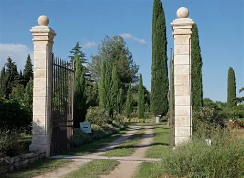 Привой кипариса